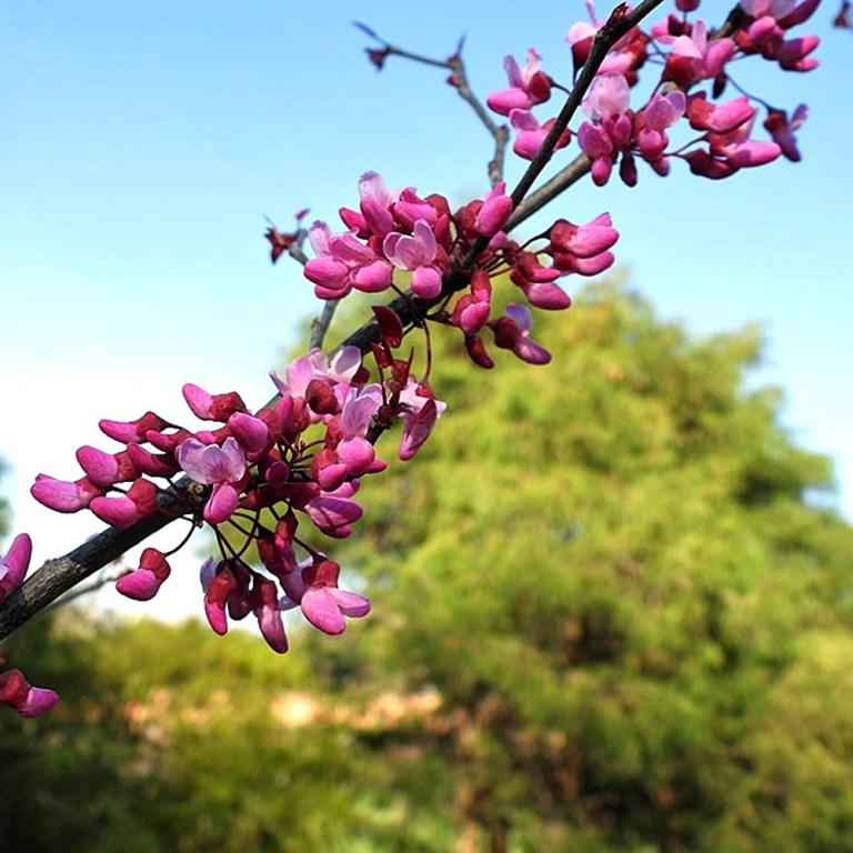 Cercis Canadensis Flame Thrower Single Stem - View 17 from www redcrocus com