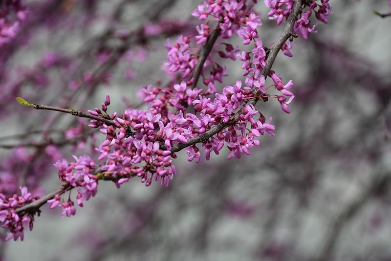 Cercis Canadensis Northern Herald Single Stem - View 12 from www redcrocus com