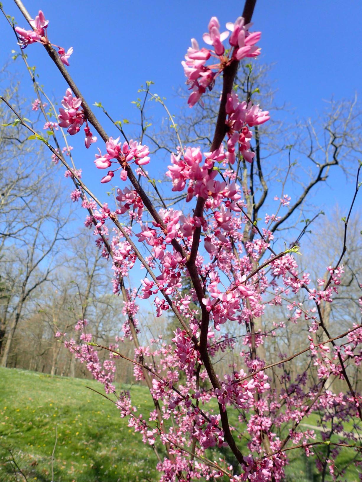 Cercis Canadensis Northern Herald Single Stem - View 13 from www redcrocus com