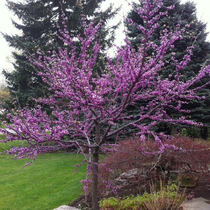 Cercis Canadensis Northern Herald Single Stem - View 14 from www redcrocus com