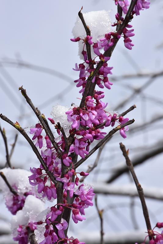 Cercis Canadensis Northern Herald Single Stem - View 15 from www redcrocus com