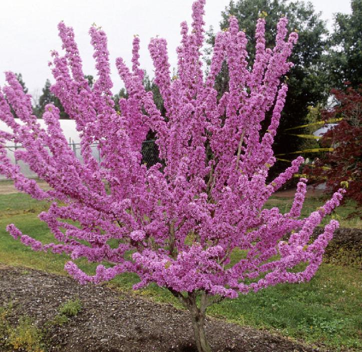 Cercis Canadensis Northern Herald Single Stem - View 16 from www redcrocus com