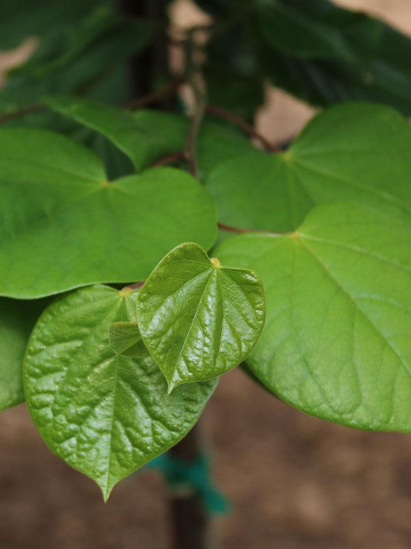 Cercis Canadensis Northern Herald Single Stem - View 17 from www redcrocus com