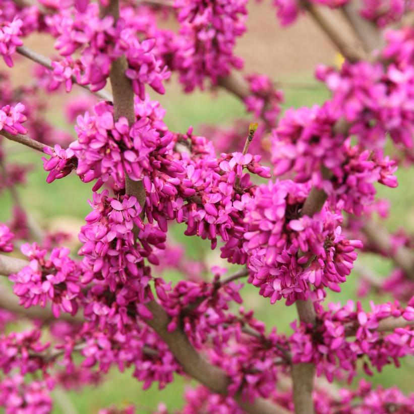 Cercis Canadensis Northern Herald Single Stem - View 2 from www redcrocus com