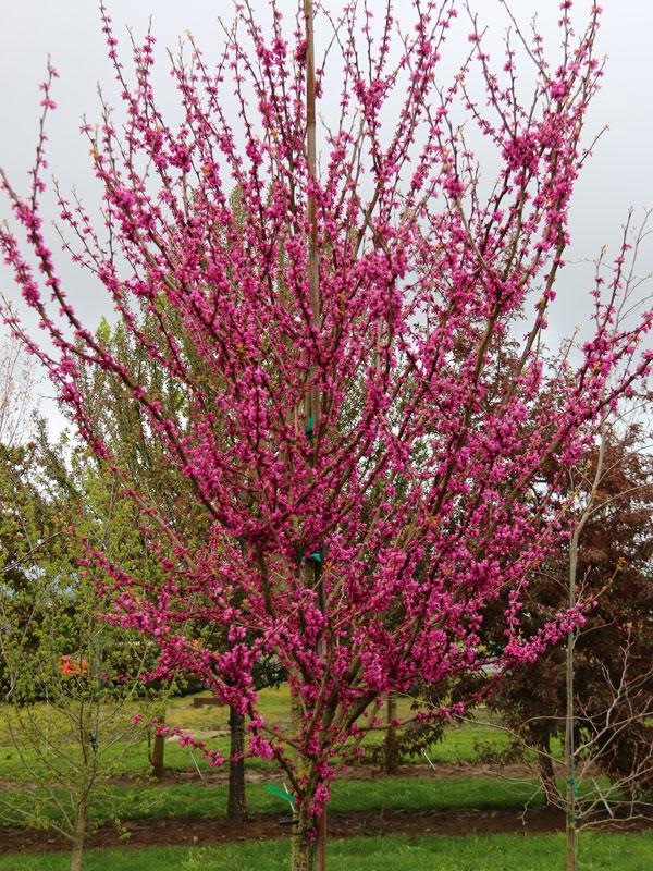 Cercis Canadensis Northern Herald Single Stem - View 3 from www redcrocus com