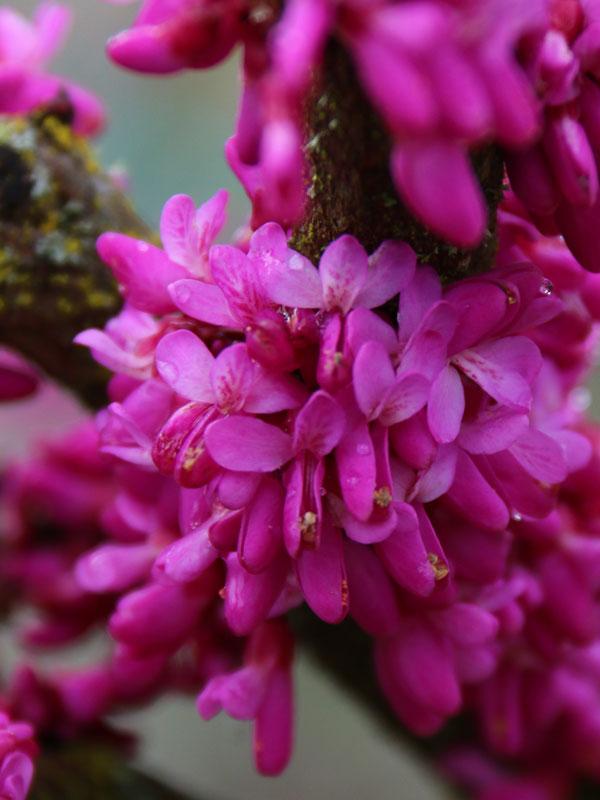 Cercis Canadensis Northern Herald Single Stem - View 4 from www redcrocus com