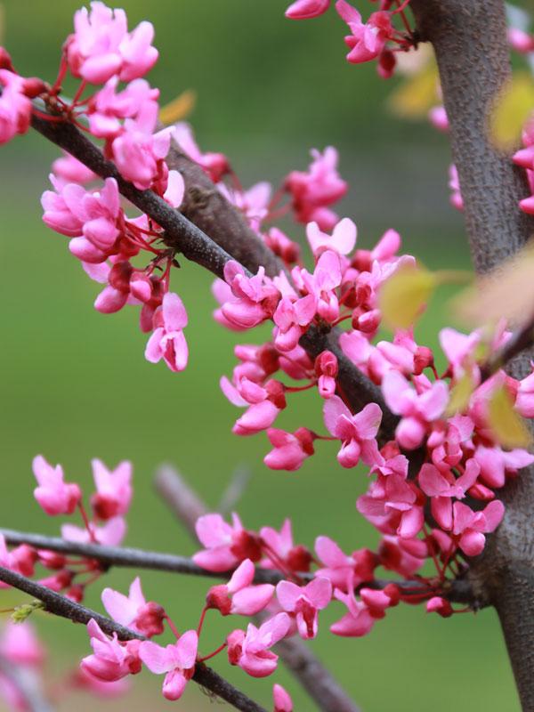 Cercis Canadensis Northern Herald Single Stem - View 6 from www redcrocus com