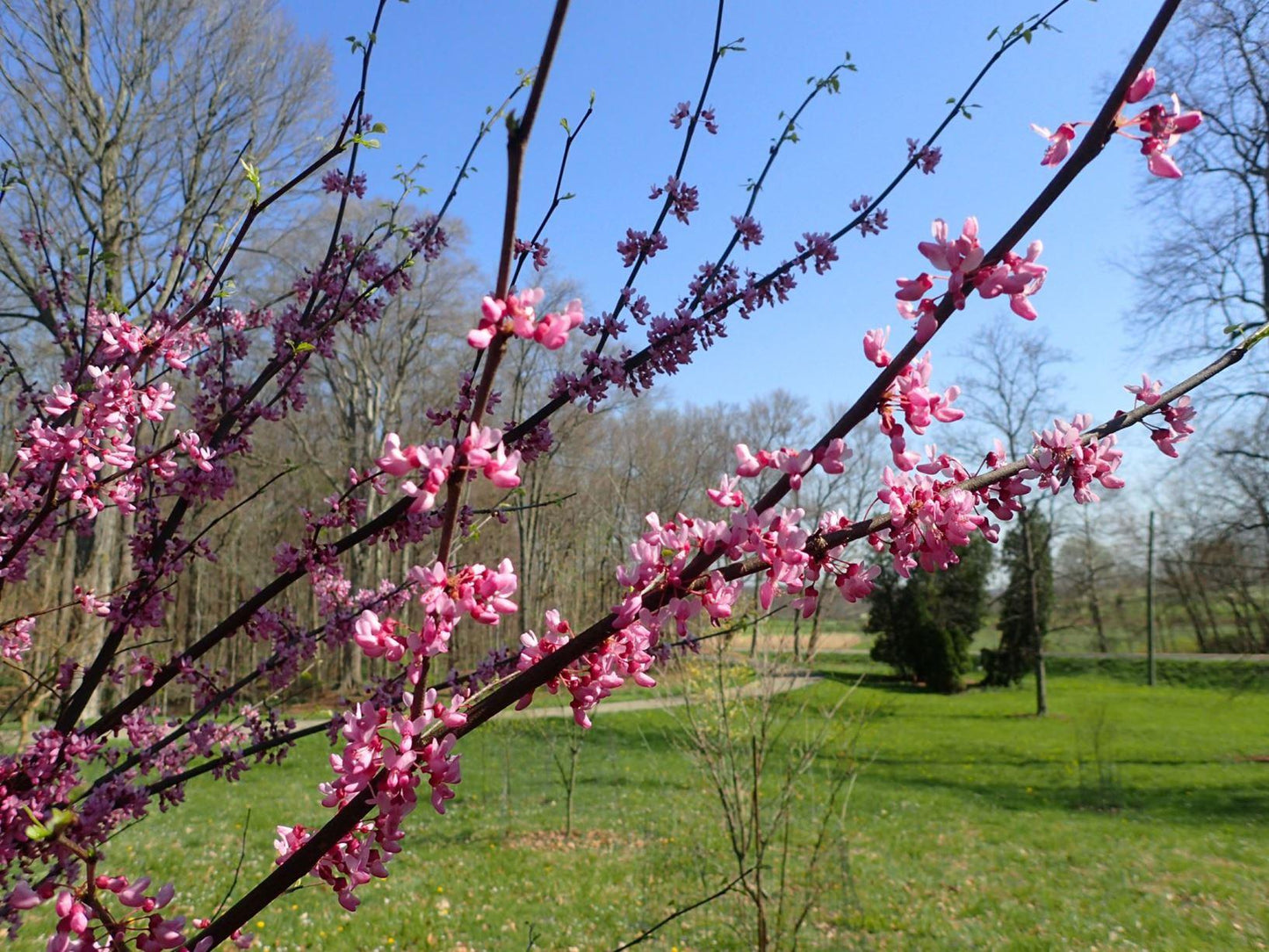 Cercis Canadensis Northern Herald Single Stem - View 7 from www redcrocus com