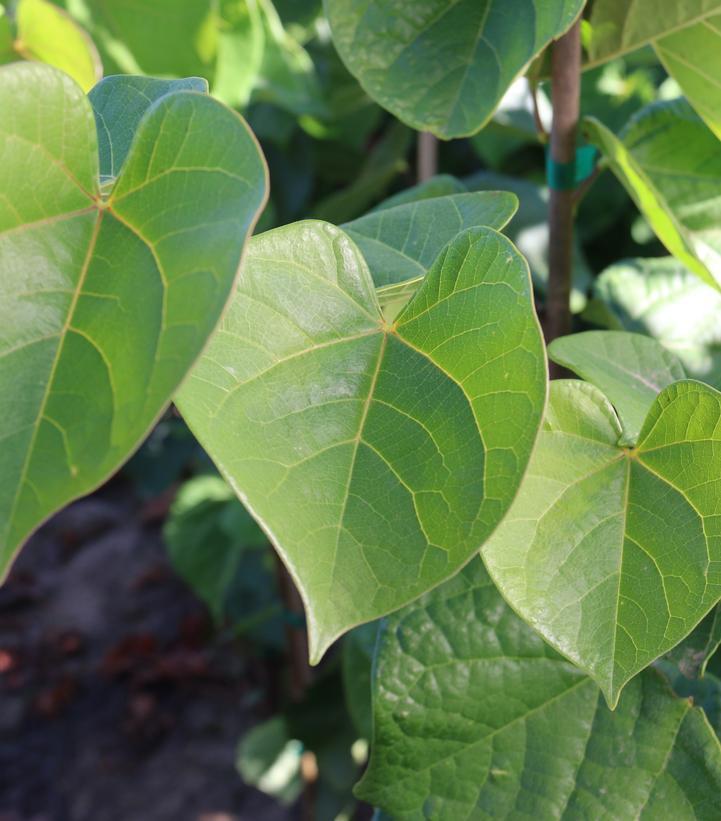 Cercis Canadensis Northern Herald Single Stem - View 8 from www redcrocus com