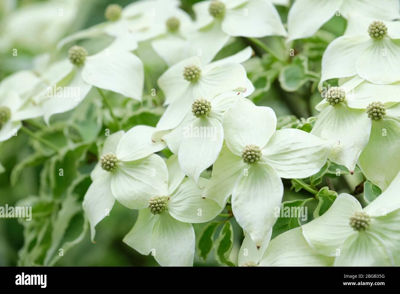 Cornus Kousa Samaritan Single Stem - View 14 from www redcrocus com