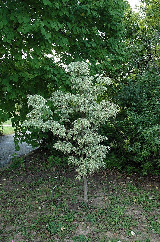 Cornus Kousa Samaritan Single Stem - View 17 from www redcrocus com
