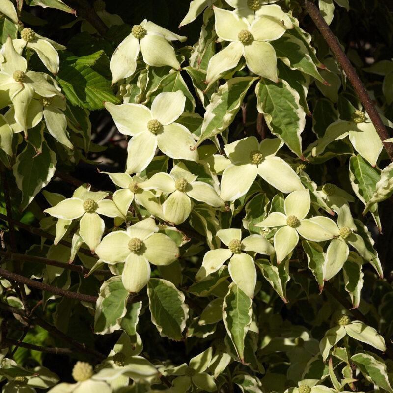 Cornus Kousa Samaritan Single Stem - View 3 from www redcrocus com