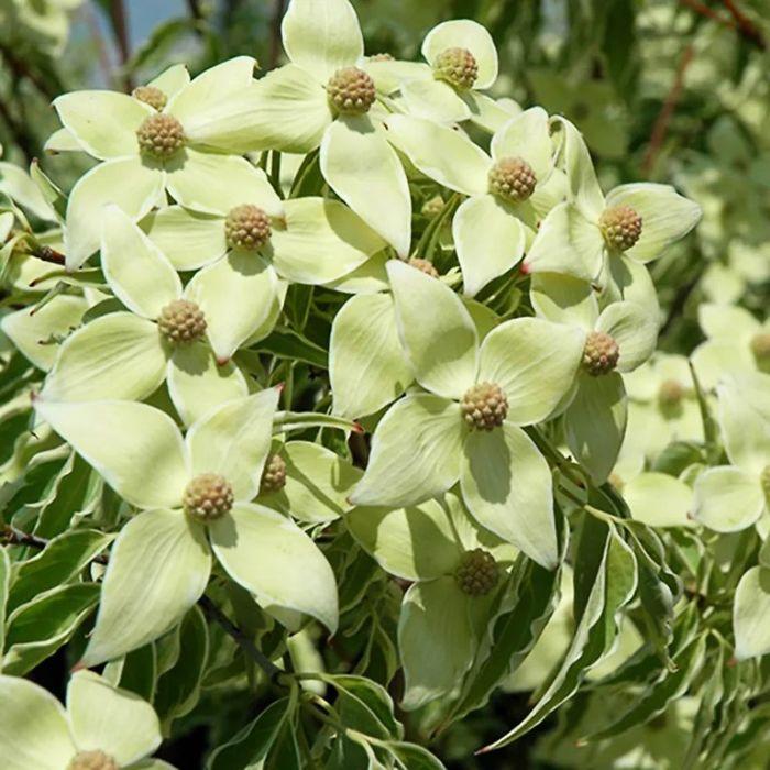 Cornus Kousa Samaritan Single Stem - View 11 from www redcrocus com