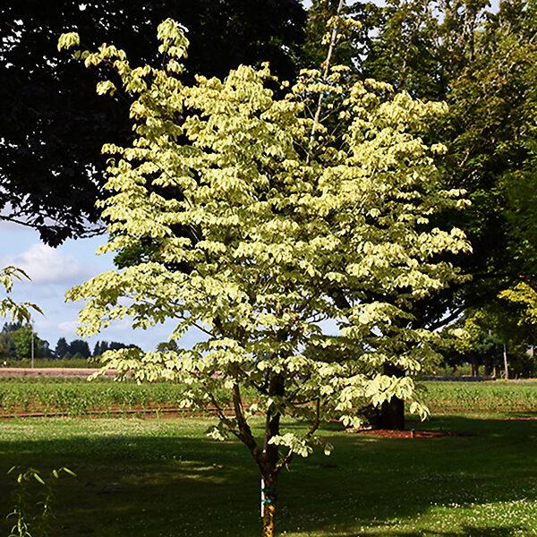 Cornus Kousa Samaritan Single Stem - View 12 from www redcrocus com