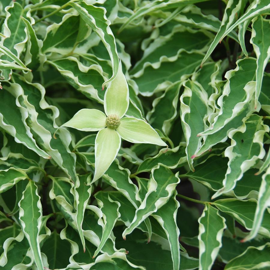 Cornus Kousa Samaritan Single Stem - View 13 from www redcrocus com