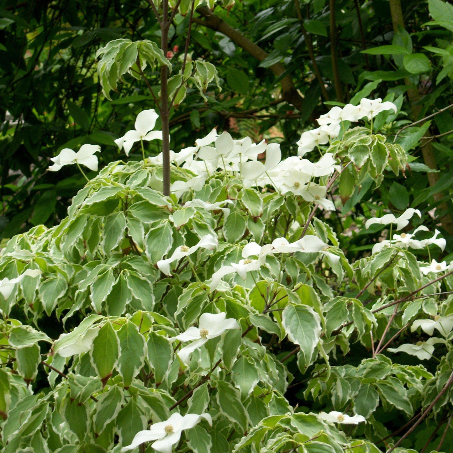 Cornus Kousa Samaritan Single Stem - View 15 from www redcrocus com