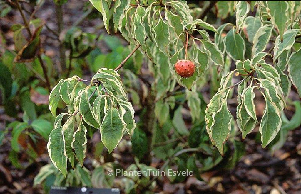 Cornus Kousa Samaritan Single Stem - View 17 from www redcrocus com