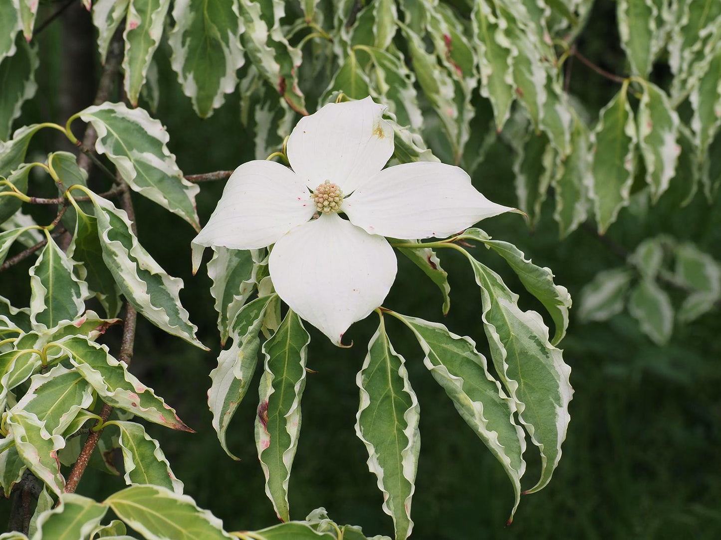 Cornus Kousa Samaritan Single Stem - View 18 from www redcrocus com
