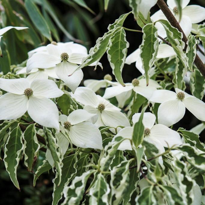Cornus Kousa Samaritan Single Stem - View 2 from www redcrocus com