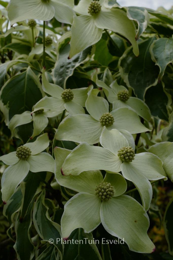 Cornus Kousa Samaritan Single Stem - View 3 from www redcrocus com