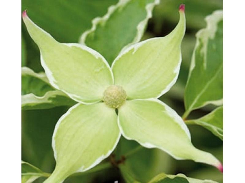 Cornus Kousa Samaritan Single Stem - View 4 from www redcrocus com