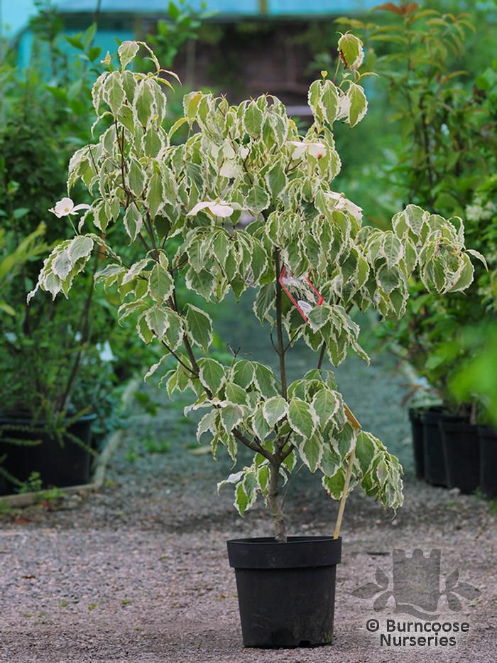 Cornus Kousa Samaritan Single Stem - View 5 from www redcrocus com