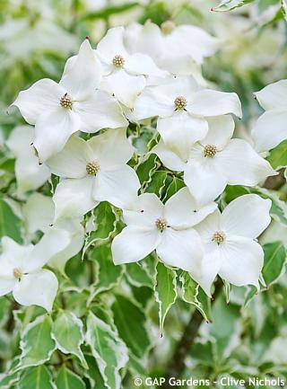 Cornus Kousa Samaritan Single Stem - View 6 from www redcrocus com