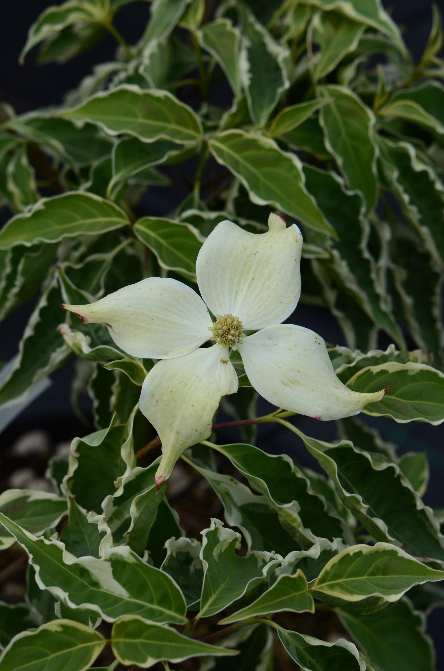 Cornus Kousa Samaritan Single Stem - View 7 from www redcrocus com