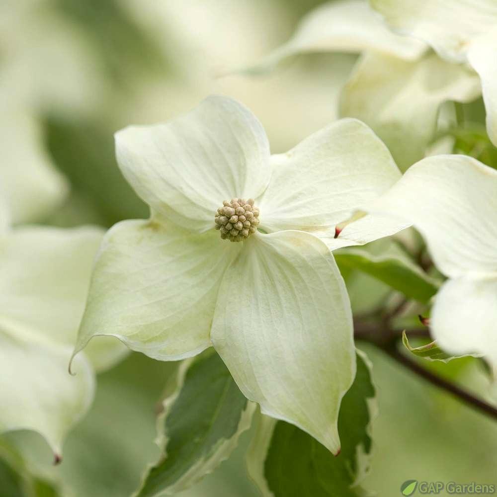 Cornus Kousa Samaritan Single Stem - View 8 from www redcrocus com