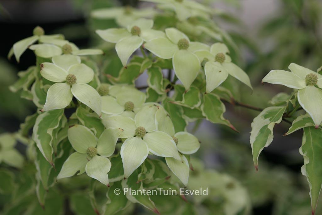 Cornus Kousa Samaritan Single Stem - View 9 from www redcrocus com