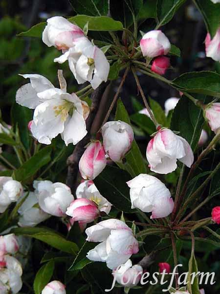 Malus Adirondack - View 17 from www redcrocus com