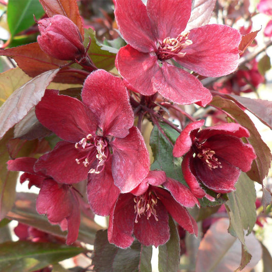 Malus Royalty - View 10 from www redcrocus com