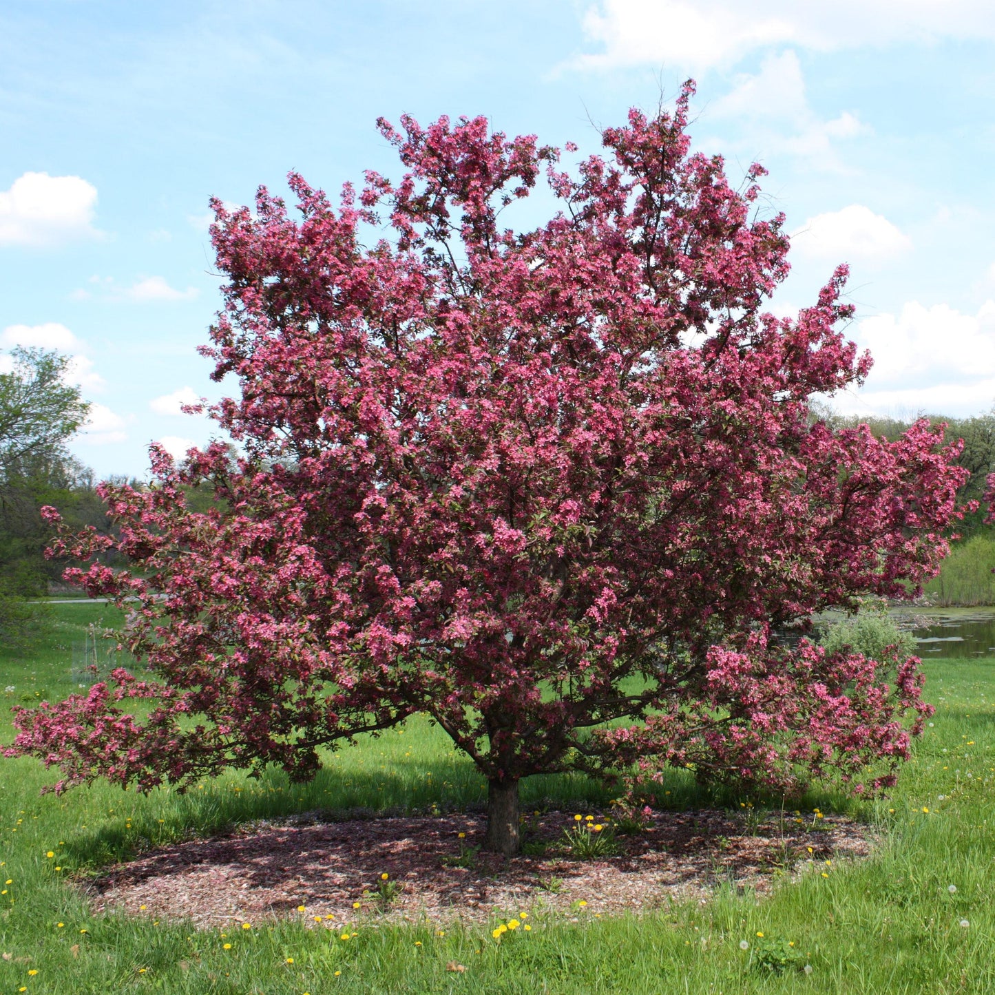 Malus Royalty - View 16 from www redcrocus com