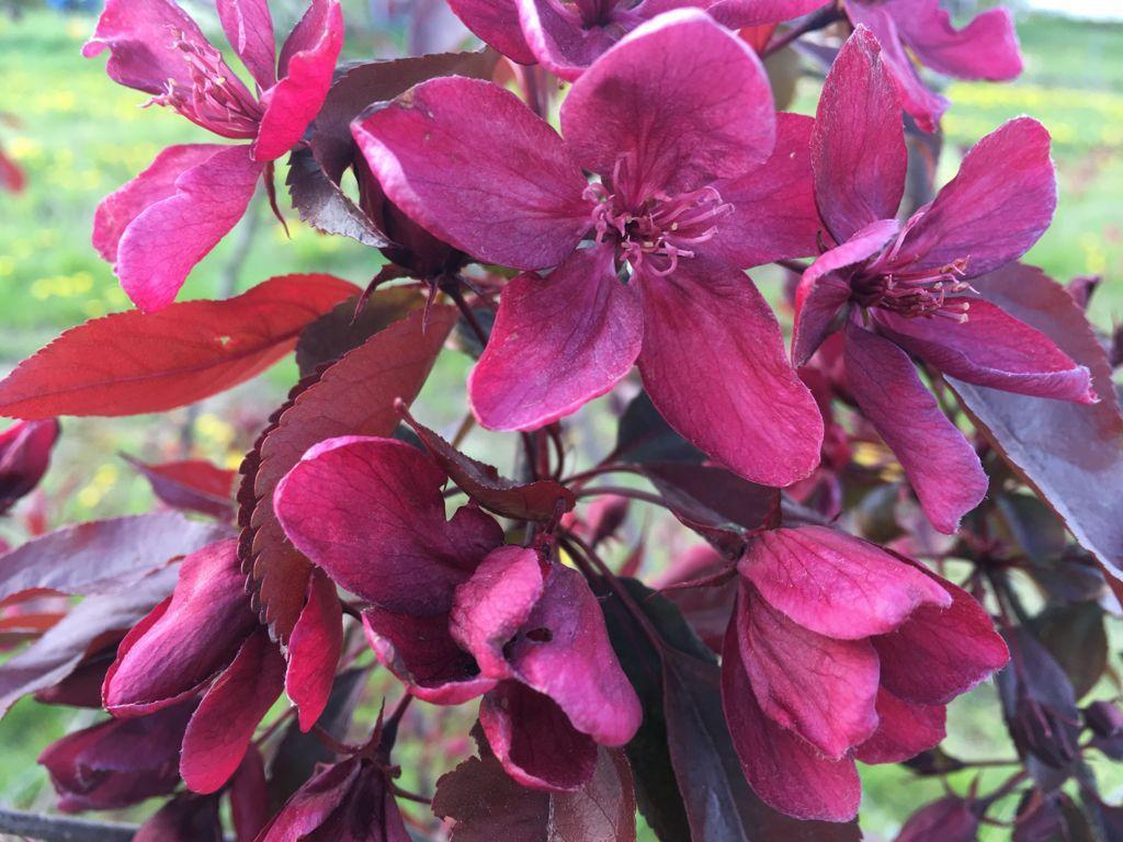 Malus Royalty - View 18 from www redcrocus com
