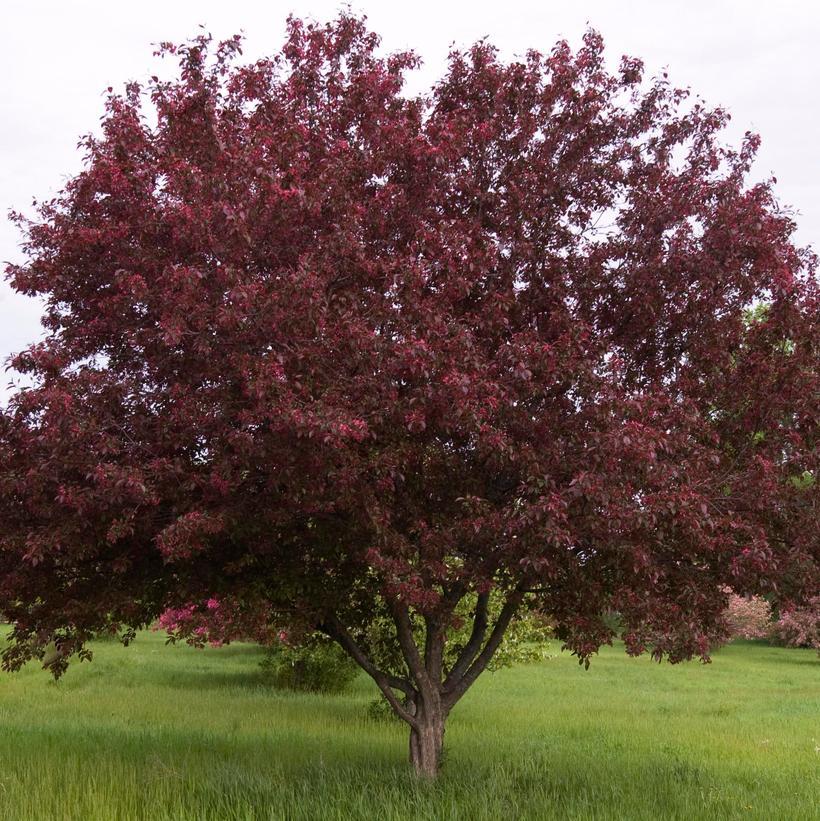Malus Royalty - View 3 from www redcrocus com