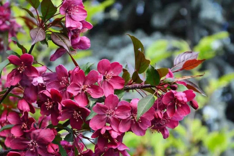 Malus Royalty - View 4 from www redcrocus com
