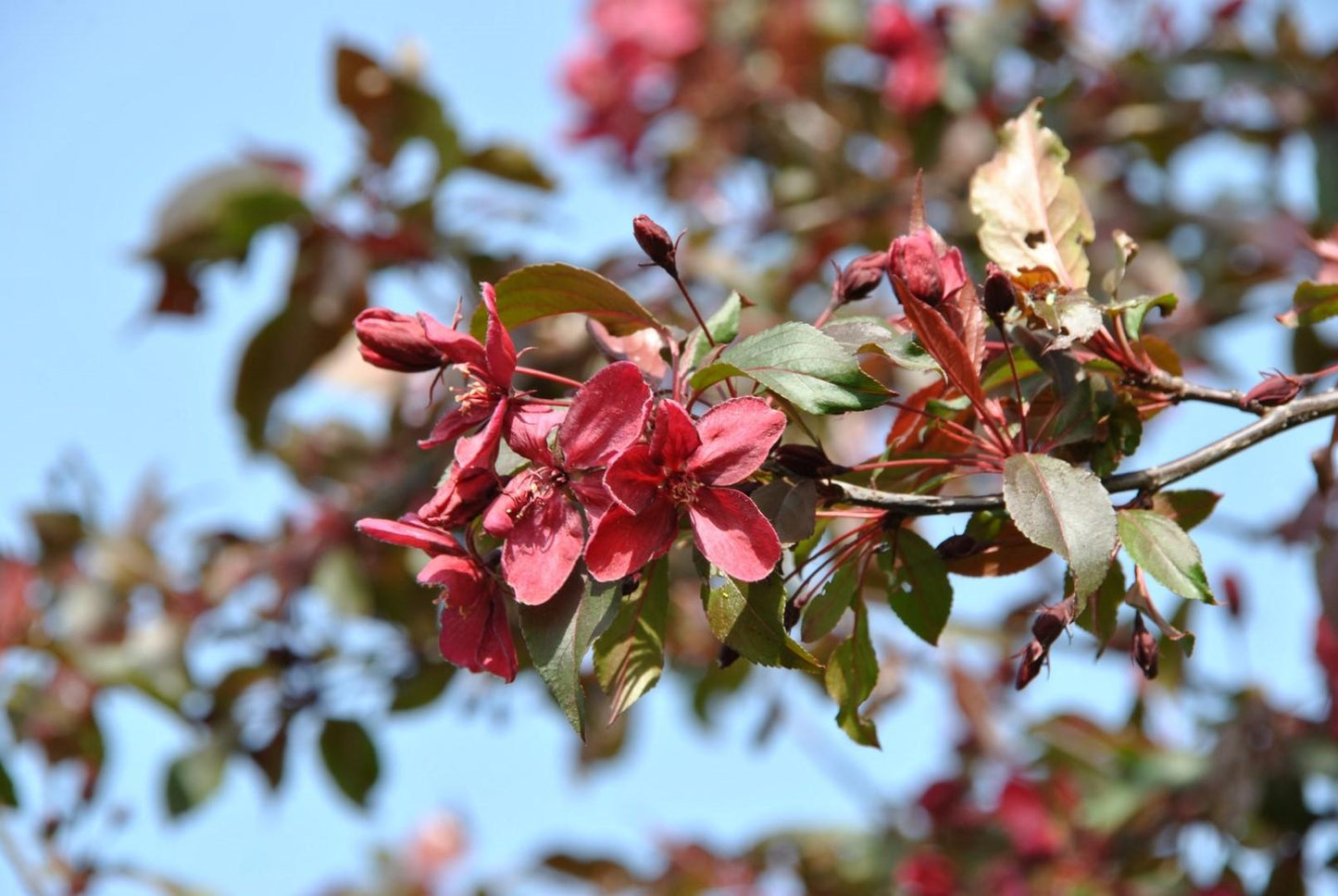 Malus Royalty - View 5 from www redcrocus com