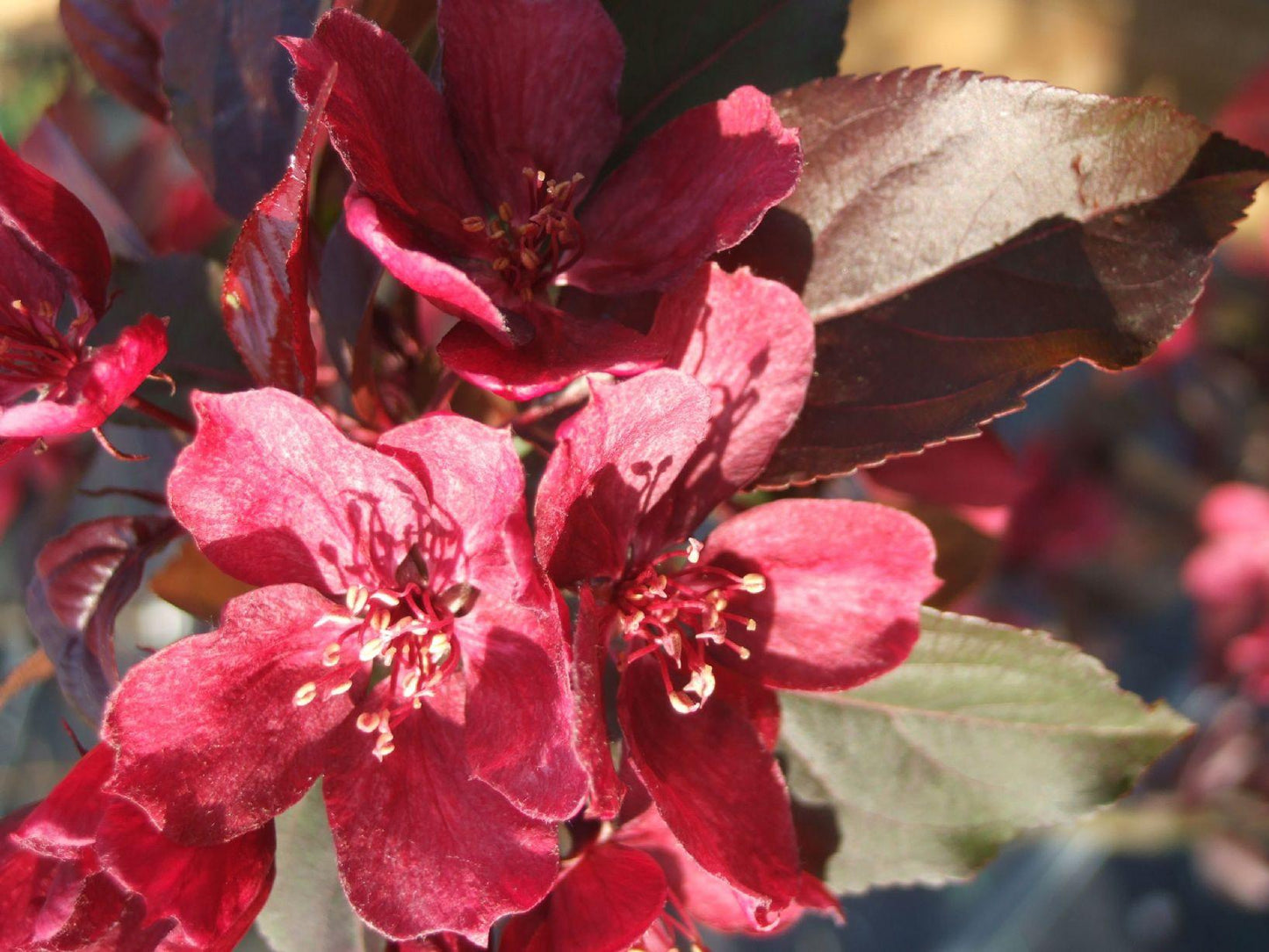 Malus Royalty - View 6 from www redcrocus com