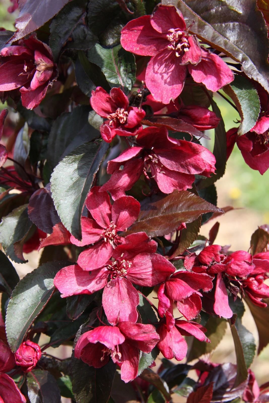 Malus Royalty - View 9 from www redcrocus com