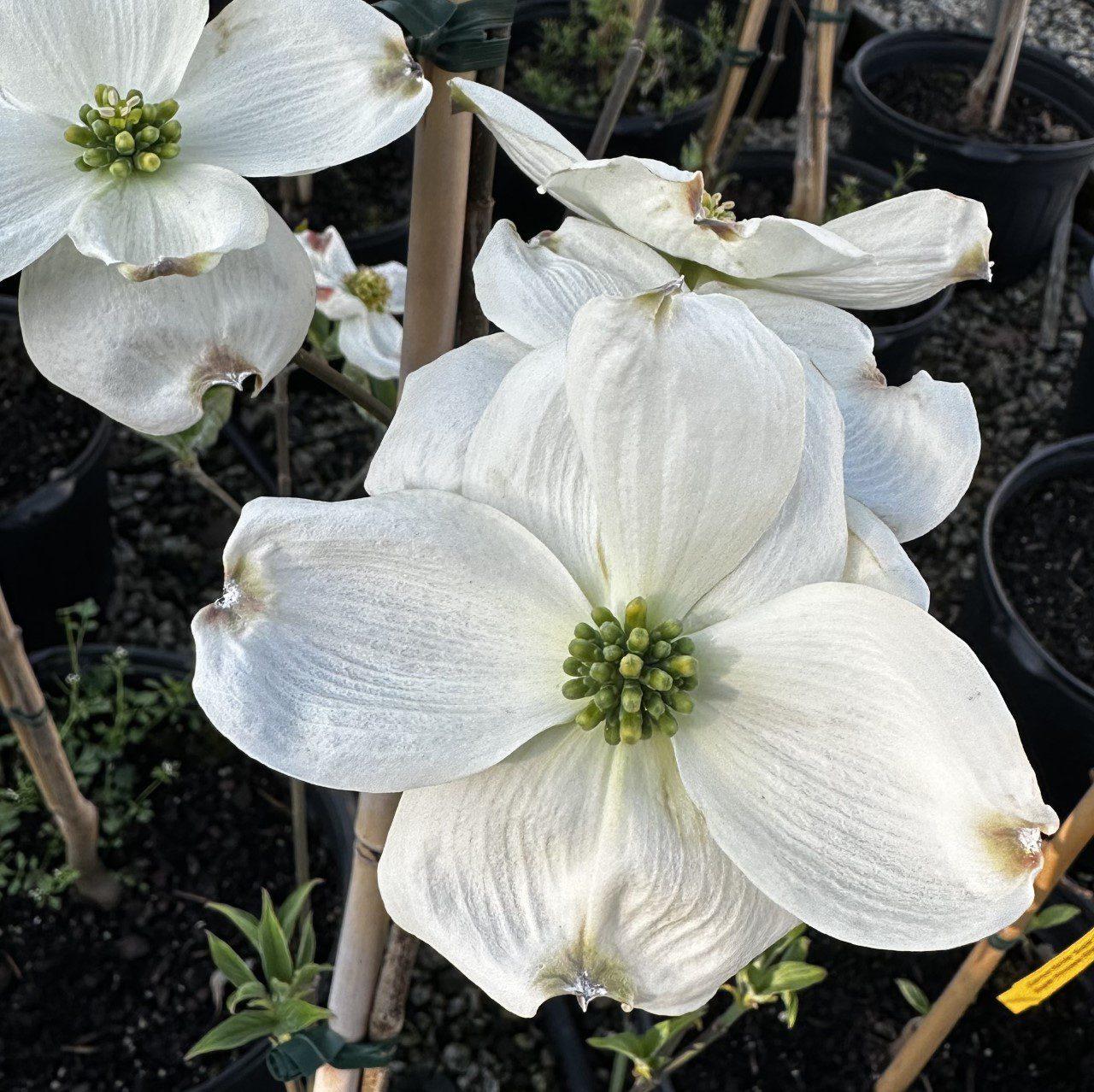 Cornus Florida Princess Emily Single Stem - View 10 from www redcrocus com