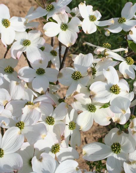 Cornus Florida Princess Emily Single Stem - View 12 from www redcrocus com