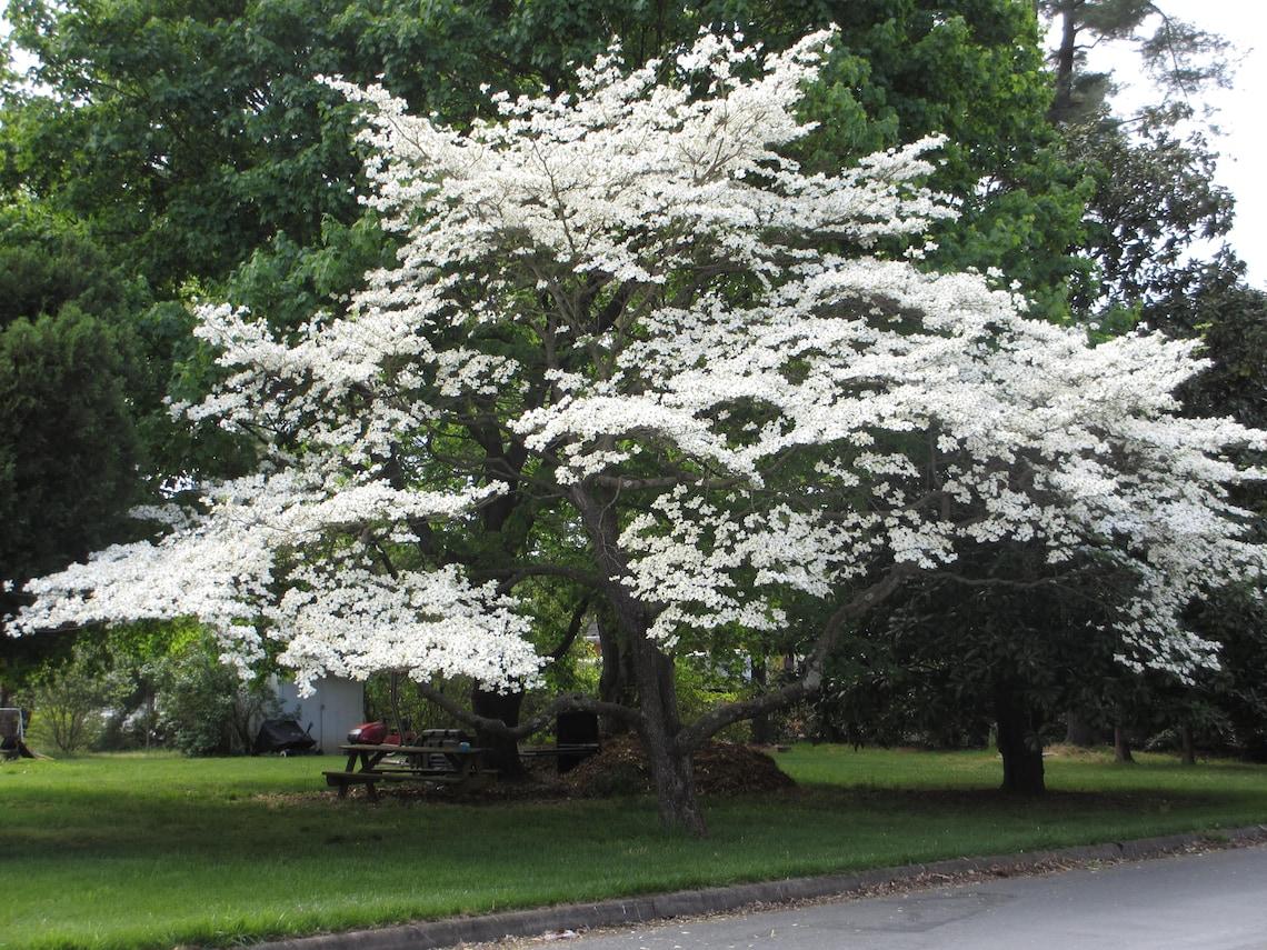 Cornus Florida Princess Emily Single Stem - View 13 from www redcrocus com