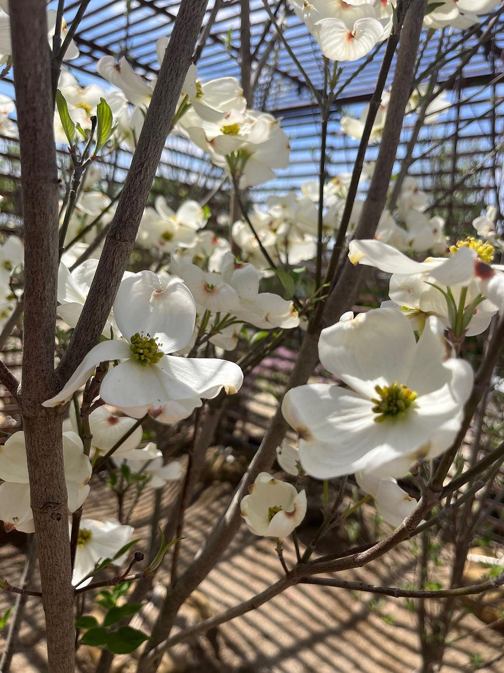 Cornus Florida Princess Emily Single Stem - View 1 from www redcrocus com