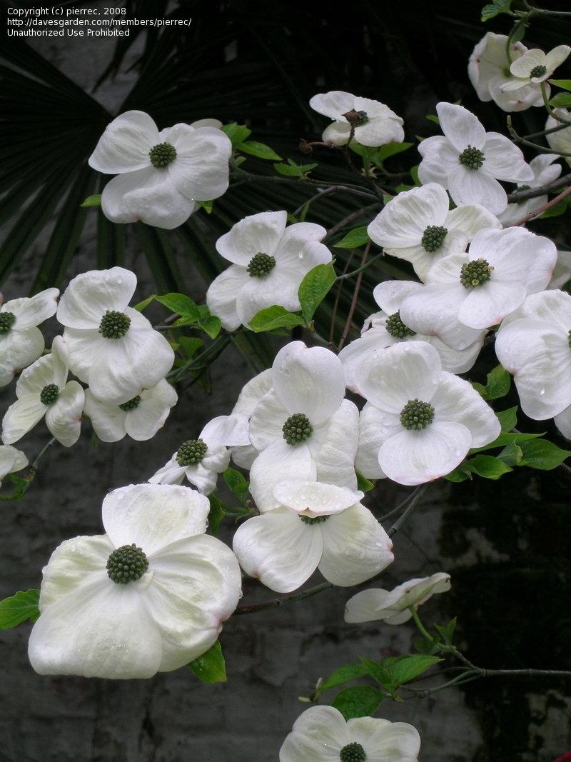 Cornus Florida Princess Emily Single Stem - View 2 from www redcrocus com