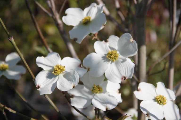 Cornus Florida Princess Emily Single Stem - View 3 from www redcrocus com