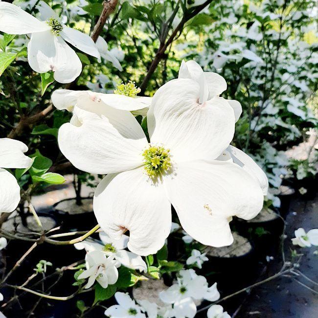 Cornus Florida Princess Emily Single Stem - View 4 from www redcrocus com