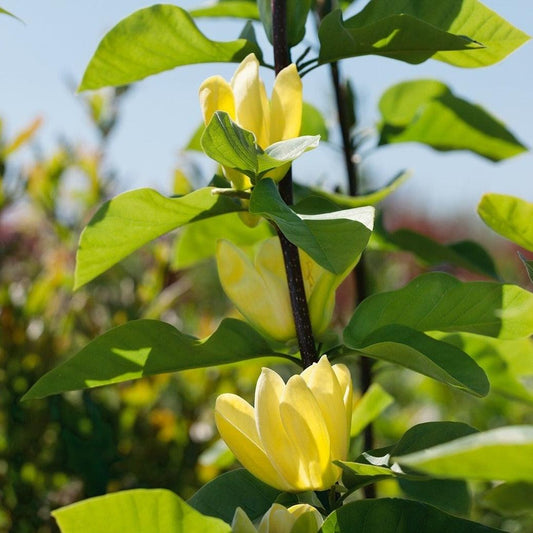 Magnolia Acuminata Yellow Bird Single Stem - View 10 from www redcrocus com