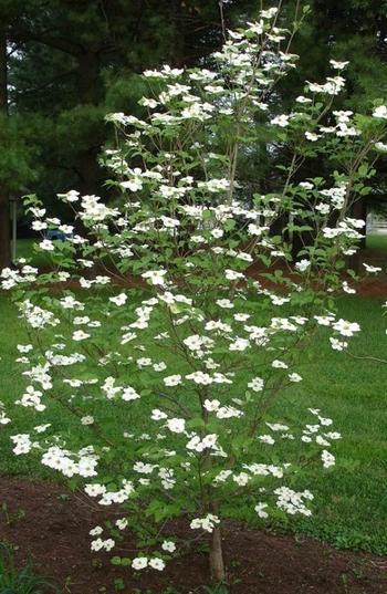 Cornus Florida Appalachian Joy Single Stem - View 11 from www redcrocus com