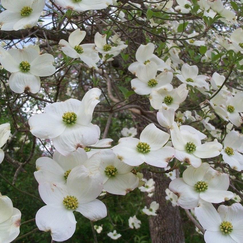 Cornus Florida Appalachian Joy Single Stem - View 2 from www redcrocus com