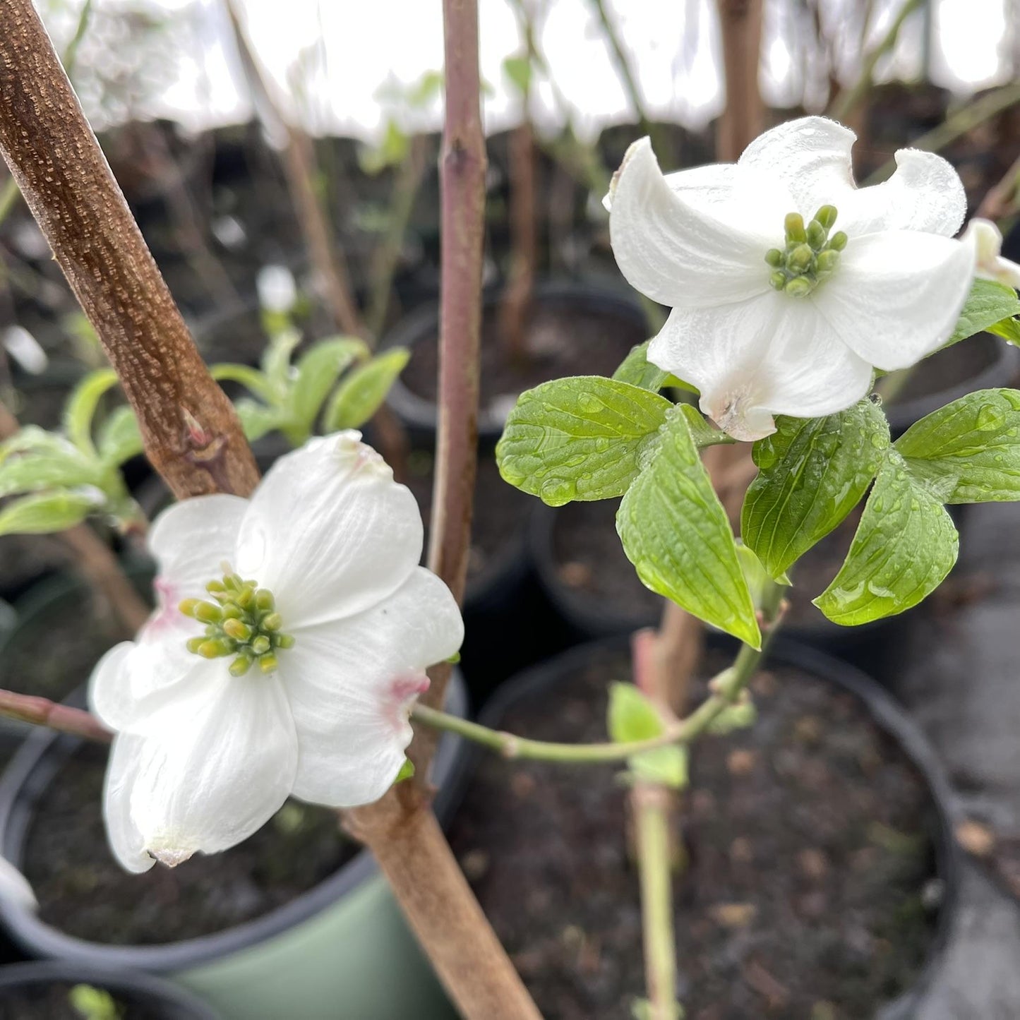 Cornus Florida Appalachian Joy Single Stem - View 3 from www redcrocus com